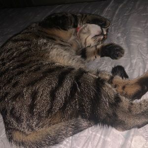 Meet your Posher, Luz